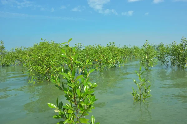 Genç Mangrove Ağaçları Tropikal Kıyı Bataklıklarında Sığ Gelgit Suyunda Büyüyorlar
