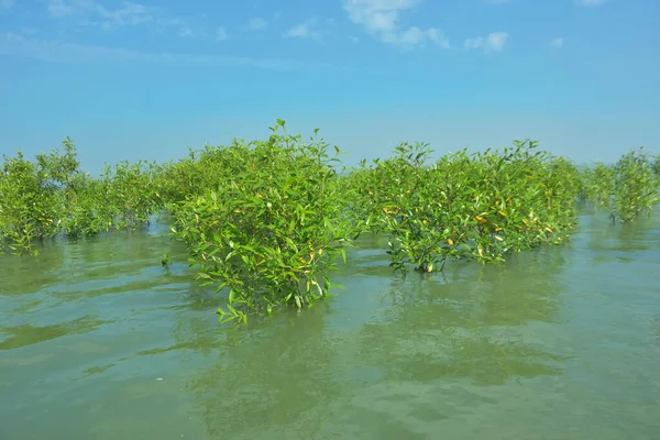 Genç Mangrove Ağaçları Tropikal Kıyı Bataklıklarında Sığ Gelgit Suyunda Büyüyorlar