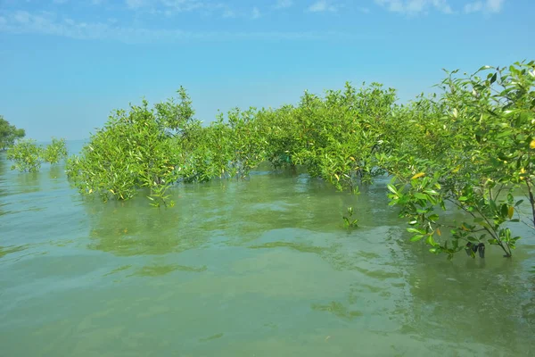 Genç Mangrove Ağaçları Tropikal Kıyı Bataklıklarında Sığ Gelgit Suyunda Büyüyorlar