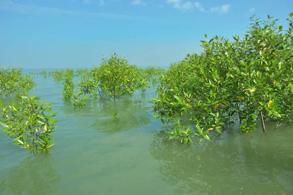 Genç Mangrove Ağaçları Tropikal Kıyı Bataklıklarında Sığ Gelgit Suyunda Büyüyorlar