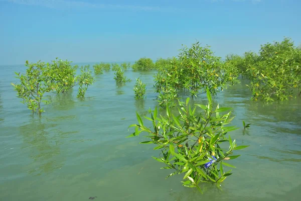 Genç Mangrove Ağaçları Tropikal Kıyı Bataklıklarında Sığ Gelgit Suyunda Büyüyorlar