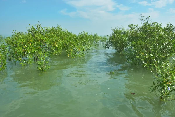 Genç Mangrove Ağaçları Tropikal Kıyı Bataklıklarında Sığ Gelgit Suyunda Büyüyorlar