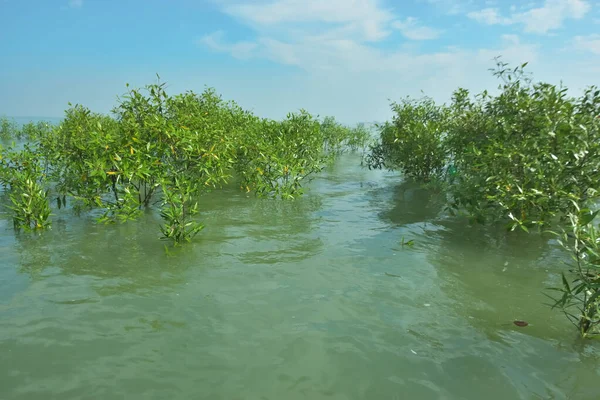 Genç Mangrove Ağaçları Tropikal Kıyı Bataklıklarında Sığ Gelgit Suyunda Büyüyorlar