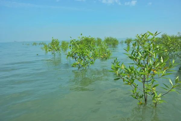 Genç Mangrove Ağaçları Tropikal Kıyı Bataklıklarında Sığ Gelgit Suyunda Büyüyorlar