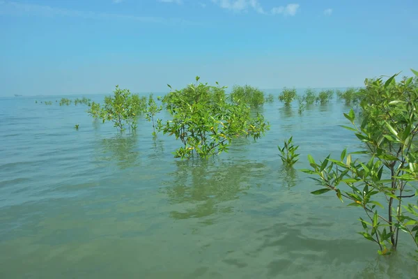Bengal Körfezi yakınlarındaki Bangladeş kıyılarında sığ gelgit sularında yetişen genç mangrov ağaçları, kıyı sularının yenilenmesini, tropikal estuarin ekolojisini ve doğal kıyı şeridinin korunmasını göstermektedir..