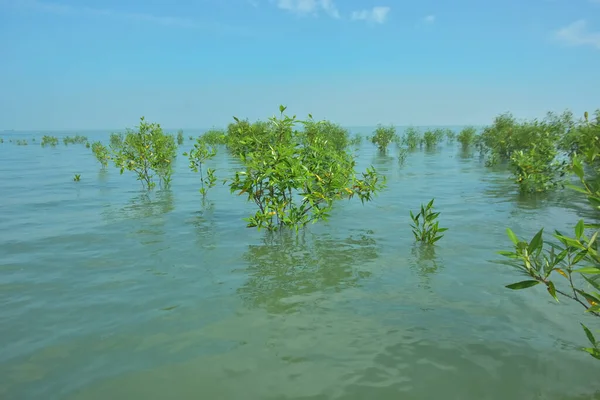 Bengal Körfezi yakınlarındaki Bangladeş kıyılarında sığ gelgit sularında yetişen genç mangrov ağaçları, kıyı sularının yenilenmesini, tropikal estuarin ekolojisini ve doğal kıyı şeridinin korunmasını göstermektedir..