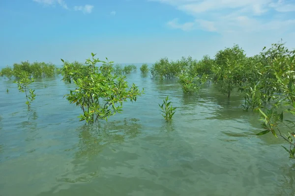 Bengal Körfezi yakınlarındaki Bangladeş kıyılarında sığ gelgit sularında yetişen genç mangrov ağaçları, kıyı sularının yenilenmesini, tropikal estuarin ekolojisini ve doğal kıyı şeridinin korunmasını göstermektedir..