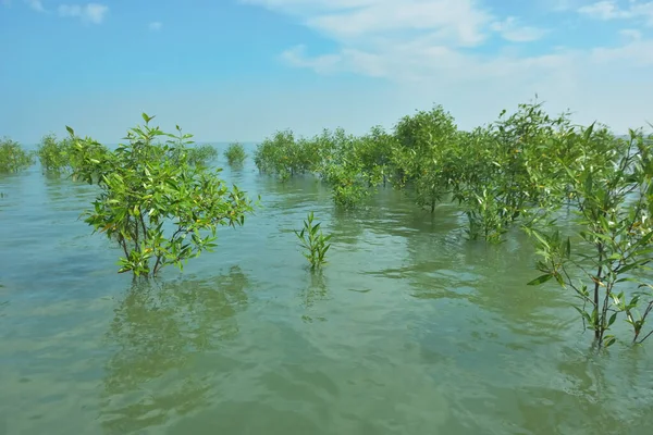 Bengal Körfezi yakınlarındaki Bangladeş kıyılarında sığ gelgit sularında yetişen genç mangrov ağaçları, kıyı sularının yenilenmesini, tropikal estuarin ekolojisini ve doğal kıyı şeridinin korunmasını göstermektedir..