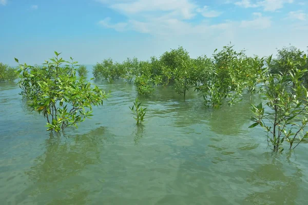 Bengal Körfezi yakınlarındaki Bangladeş kıyılarında sığ gelgit sularında yetişen genç mangrov ağaçları, kıyı sularının yenilenmesini, tropikal estuarin ekolojisini ve doğal kıyı şeridinin korunmasını göstermektedir..