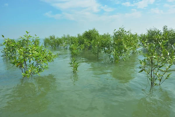 Bengal Körfezi yakınlarındaki Bangladeş kıyılarında sığ gelgit sularında yetişen genç mangrov ağaçları, kıyı sularının yenilenmesini, tropikal estuarin ekolojisini ve doğal kıyı şeridinin korunmasını göstermektedir..