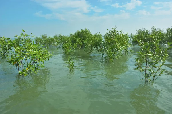 Bengal Körfezi yakınlarındaki Bangladeş kıyılarında sığ gelgit sularında yetişen genç mangrov ağaçları, kıyı sularının yenilenmesini, tropikal estuarin ekolojisini ve doğal kıyı şeridinin korunmasını göstermektedir..