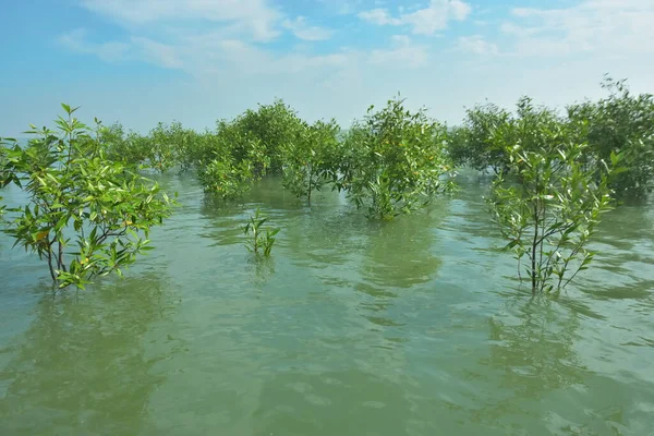 Bengal Körfezi yakınlarındaki Bangladeş kıyılarında sığ gelgit sularında yetişen genç mangrov ağaçları, kıyı sularının yenilenmesini, tropikal estuarin ekolojisini ve doğal kıyı şeridinin korunmasını göstermektedir..