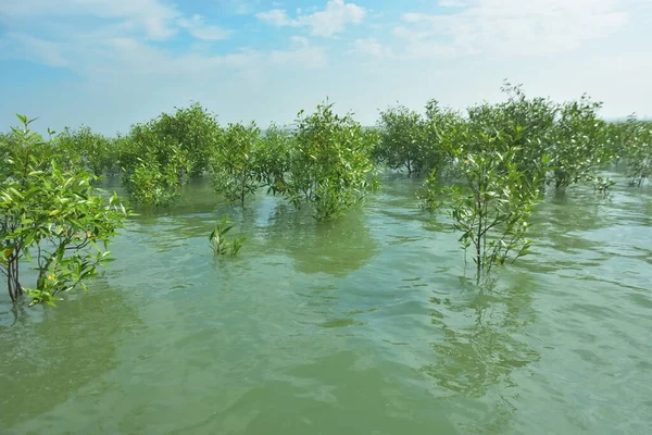 Bengal Körfezi yakınlarındaki Bangladeş kıyılarında sığ gelgit sularında yetişen genç mangrov ağaçları, kıyı sularının yenilenmesini, tropikal estuarin ekolojisini ve doğal kıyı şeridinin korunmasını göstermektedir..