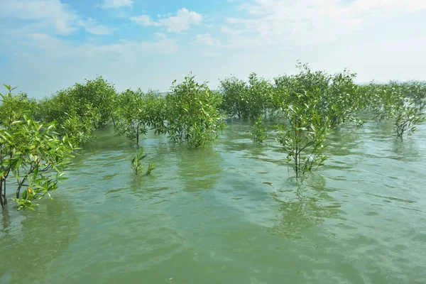 Bengal Körfezi yakınlarındaki Bangladeş kıyılarında sığ gelgit sularında yetişen genç mangrov ağaçları, kıyı sularının yenilenmesini, tropikal estuarin ekolojisini ve doğal kıyı şeridinin korunmasını göstermektedir..