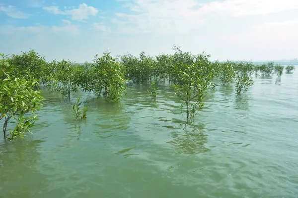 Bengal Körfezi yakınlarındaki Bangladeş kıyılarında sığ gelgit sularında yetişen genç mangrov ağaçları, kıyı sularının yenilenmesini, tropikal estuarin ekolojisini ve doğal kıyı şeridinin korunmasını göstermektedir..