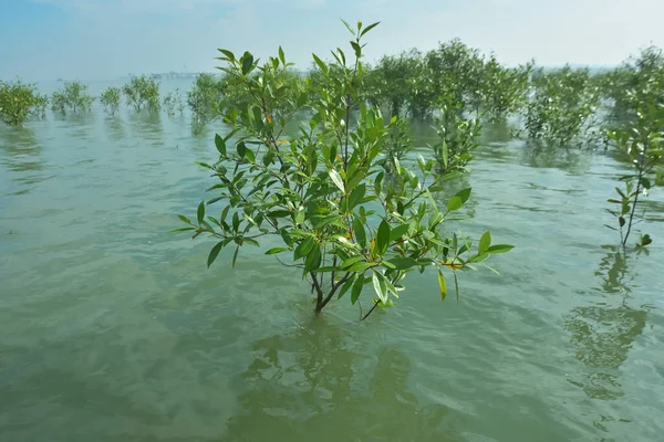 Bengal Körfezi yakınlarındaki Bangladeş kıyılarında gelgit sularında duran mangrov orman ağaçları tropikal bir estuarin ekosistemi, kıyı biyolojik çeşitliliği ve Güney Asya 'daki doğal kıyı şeridi korumasını göstermektedir..