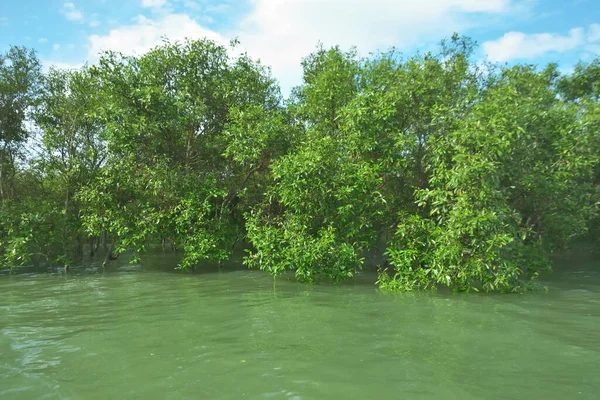 Bengal Körfezi yakınlarındaki Bangladeş kıyılarında gelgit sularında duran mangrov orman ağaçları tropikal bir estuarin ekosistemi, kıyı biyolojik çeşitliliği ve Güney Asya 'daki doğal kıyı şeridi korumasını göstermektedir..