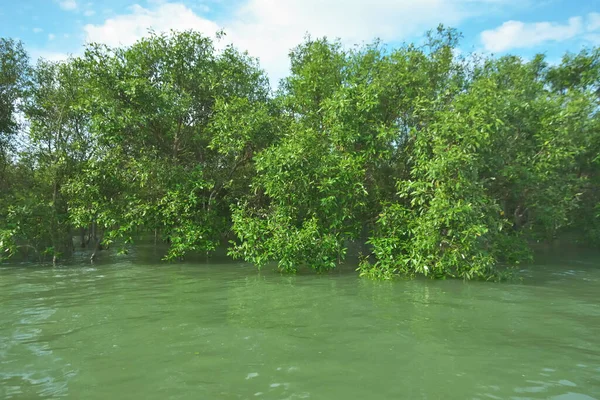 Bengal Körfezi yakınlarındaki Bangladeş kıyılarında gelgit sularında duran mangrov orman ağaçları tropikal bir estuarin ekosistemi, kıyı biyolojik çeşitliliği ve Güney Asya 'daki doğal kıyı şeridi korumasını göstermektedir..