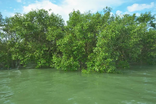 Bengal Körfezi yakınlarındaki Bangladeş kıyılarında gelgit sularında duran mangrov orman ağaçları tropikal bir estuarin ekosistemi, kıyı biyolojik çeşitliliği ve Güney Asya 'daki doğal kıyı şeridi korumasını göstermektedir..
