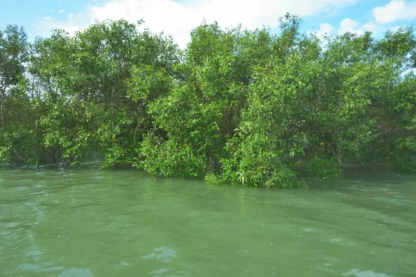 Bengal Körfezi yakınlarındaki Bangladeş kıyılarında gelgit sularında duran mangrov orman ağaçları tropikal bir estuarin ekosistemi, kıyı biyolojik çeşitliliği ve Güney Asya 'daki doğal kıyı şeridi korumasını göstermektedir..