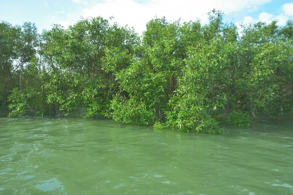 Bengal Körfezi yakınlarındaki Bangladeş kıyılarında gelgit sularında duran mangrov orman ağaçları tropikal bir estuarin ekosistemi, kıyı biyolojik çeşitliliği ve Güney Asya 'daki doğal kıyı şeridi korumasını göstermektedir..