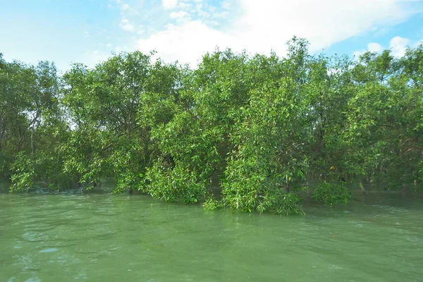 Bengal Körfezi yakınlarındaki Bangladeş kıyılarında gelgit sularında duran mangrov orman ağaçları tropikal bir estuarin ekosistemi, kıyı biyolojik çeşitliliği ve Güney Asya 'daki doğal kıyı şeridi korumasını göstermektedir..