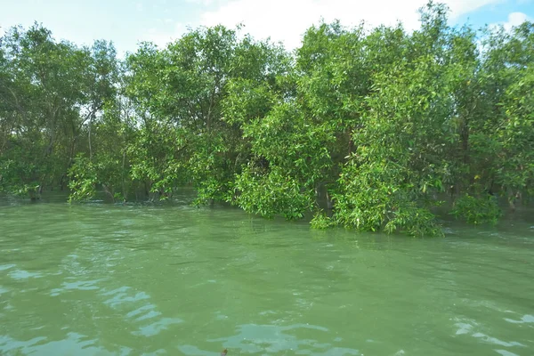 Bengal Körfezi yakınlarındaki Bangladeş kıyılarında gelgit sularında duran mangrov orman ağaçları tropikal bir estuarin ekosistemi, kıyı biyolojik çeşitliliği ve Güney Asya 'daki doğal kıyı şeridi korumasını göstermektedir..