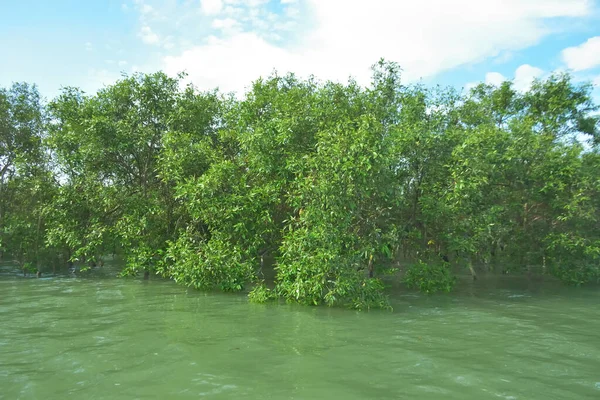 Bengal Körfezi yakınlarındaki Bangladeş kıyılarında gelgit sularında duran mangrov orman ağaçları tropikal bir estuarin ekosistemi, kıyı biyolojik çeşitliliği ve Güney Asya 'daki doğal kıyı şeridi korumasını göstermektedir..
