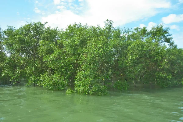 Bengal Körfezi yakınlarındaki Bangladeş kıyılarında gelgit sularında duran mangrov orman ağaçları tropikal bir estuarin ekosistemi, kıyı biyolojik çeşitliliği ve Güney Asya 'daki doğal kıyı şeridi korumasını göstermektedir..