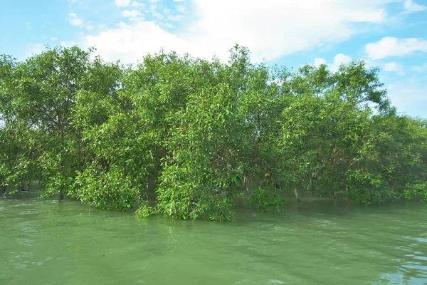 Bengal Körfezi yakınlarındaki Bangladeş kıyılarında gelgit sularında duran mangrov orman ağaçları tropikal bir estuarin ekosistemi, kıyı biyolojik çeşitliliği ve Güney Asya 'daki doğal kıyı şeridi korumasını göstermektedir..