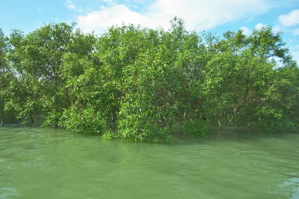 Bengal Körfezi yakınlarındaki Bangladeş kıyılarında gelgit sularında duran mangrov orman ağaçları tropikal bir estuarin ekosistemi, kıyı biyolojik çeşitliliği ve Güney Asya 'daki doğal kıyı şeridi korumasını göstermektedir..