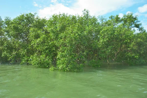 Bengal Körfezi yakınlarındaki Bangladeş kıyılarında gelgit sularında duran mangrov orman ağaçları tropikal bir estuarin ekosistemi, kıyı biyolojik çeşitliliği ve Güney Asya 'daki doğal kıyı şeridi korumasını göstermektedir..