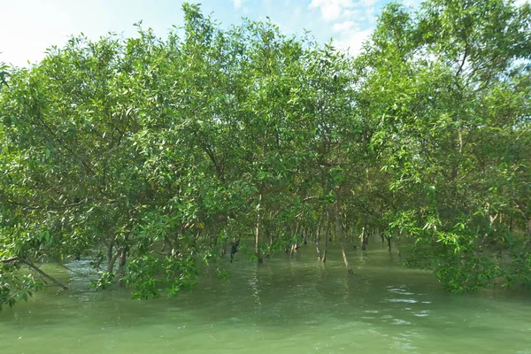 Bengal Körfezi yakınlarındaki Bangladeş kıyılarında gelgit sularında duran mangrov orman ağaçları tropikal bir estuarin ekosistemi, kıyı biyolojik çeşitliliği ve Güney Asya 'daki doğal kıyı şeridi korumasını göstermektedir..