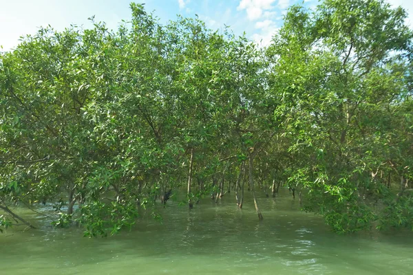 Bengal Körfezi yakınlarındaki Bangladeş kıyılarında gelgit sularında duran mangrov orman ağaçları tropikal bir estuarin ekosistemi, kıyı biyolojik çeşitliliği ve Güney Asya 'daki doğal kıyı şeridi korumasını göstermektedir..