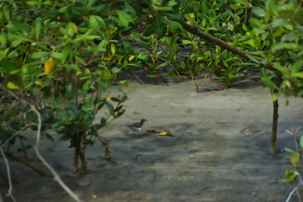 Bataklık zeminindeki mangrov kökleri ve sığ gelgit sularının yakın görüntüsü doğal dokuları, çamurlu düzlükleri ve yumuşak gün ışığı altında ekolojik ve çevresel hikaye anlatımlarıyla sakin tropikal bir kıyı ekosistemini gösteriyor..