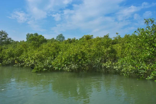Bereketli mangrov ormanı, berrak mavi gökyüzünün altında, yumuşak beyaz bulutlar altında, sakin bir tropikal sulak arazi ekosistemi ve zengin bir kıyı bitkisini doğal gün ışığında, sakin bir çevre atmosferiyle yakalıyor..