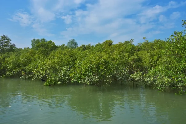 Bereketli mangrov ormanı, berrak mavi gökyüzünün altında, yumuşak beyaz bulutlar altında, sakin bir tropikal sulak arazi ekosistemi ve zengin bir kıyı bitkisini doğal gün ışığında, sakin bir çevre atmosferiyle yakalıyor..