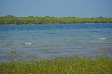 Arka planda tropikal haliçlik manzarası ve Bangladeş 'teki doğal bir kıyı ekosisteminin barışçıl dengesini gösteren mangrov ormanı olan gelgit sularının yanındaki yeşil çayırlar..