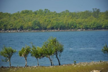 Bangladeş 'te tropikal kıyı ekolojisini ve haliçsel bir manzaranın barışçıl atmosferini gösteren mangrov kaplı bir kıyı şeridi olan gelgit suyunun yanındaki yeşil kıyı çalılığı..