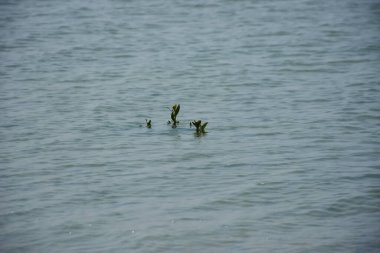 Bangladeş kıyısındaki mangrov kaplı bir kıyı şeridinin yanında sakin gelgit suları, barışçıl kıyı manzarasını, estuarin ekolojisini ve tropikal sulak bir ortamın sakin atmosferini gösteriyor..