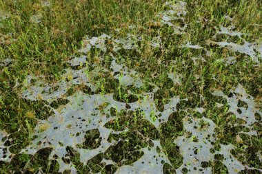 Yeşil çimen dokusunda beyaz organik köpük deseni