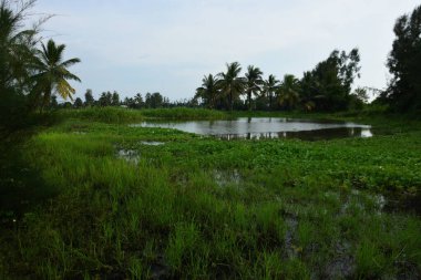 Bulutlu gökyüzünün altında yeşil bitki örtüsü ve palmiye ağaçları olan tropik sulak arazi