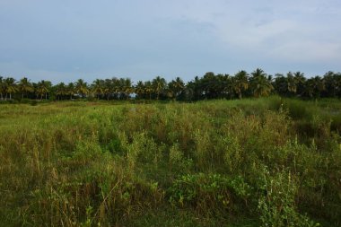Bulutlu gökyüzünün altında yeşil bitki örtüsü ve palmiye ağaçları olan tropik sulak arazi