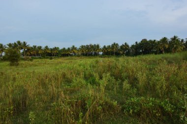 Kırsal alanda yoğun yeşil bitki örtüsüne sahip tropik sulak çayırlar