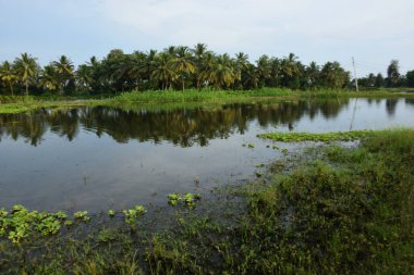 Palmiye ağaçları ve kırsal alanda yansıyan su ile tropik sulak alan göleti
