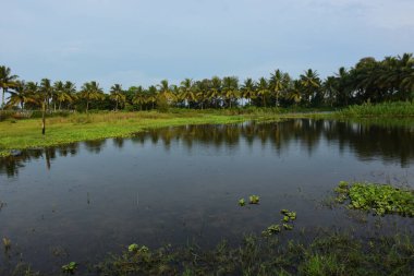 Yağmurlu mevsimde Bangladeş kırsalında Hindistan cevizi palmiyeleri ve tropikal bitki örtüsünü yansıtan huzurlu sulak gölet, doğal bir tatlı su ekosistemi göstermektedir..