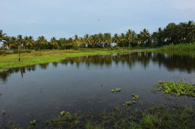Yağmurlu mevsimde Bangladeş kırsalında Hindistan cevizi palmiyeleri ve tropikal bitki örtüsünü yansıtan huzurlu sulak gölet, doğal bir tatlı su ekosistemi göstermektedir..