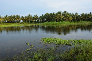 Yağmurlu mevsimde Bangladeş kırsalında Hindistan cevizi palmiyeleri ve tropikal bitki örtüsünü yansıtan huzurlu sulak gölet, doğal bir tatlı su ekosistemi göstermektedir..
