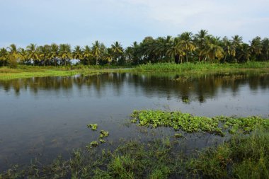 Yağmurlu mevsimde Bangladeş kırsalında Hindistan cevizi palmiyeleri ve tropikal bitki örtüsünü yansıtan huzurlu sulak gölet, doğal bir tatlı su ekosistemi göstermektedir..