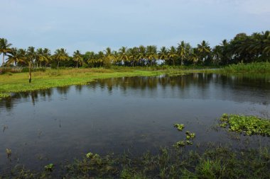 Yağmurlu mevsimde Bangladeş kırsalında Hindistan cevizi palmiyeleri ve tropikal bitki örtüsünü yansıtan huzurlu sulak gölet, doğal bir tatlı su ekosistemi göstermektedir..